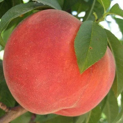 Персик МАЙСКИЙ ЦВЕТОК в Великом Новгороде