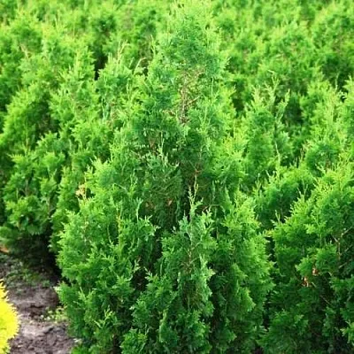 Туя СПИРАЛИС западная в Великом Новгороде