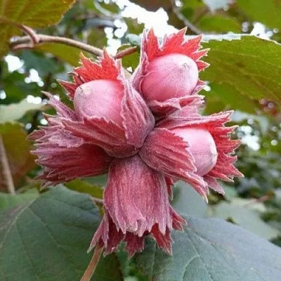 Фундук СКАРЛЕТТ  Фундук СКАРЛЕТТ в Великом Новгороде