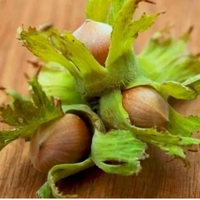 Фундук ГИГАНТ ТАМБОВСКИЙ в Великом Новгороде