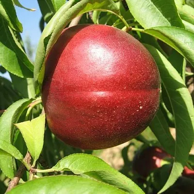 Нектарин ФАНТАЗИЯ  Нектарин ФАНТАЗИЯ в Великом Новгороде