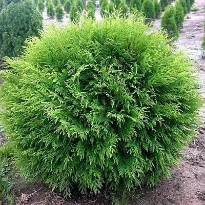 Туя ЛИТЛ ЧЕМПИОН западная в Великом Новгороде