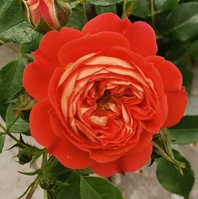 Саженцы роз СТАРЛЕТ РОУЗ КАРМЕН плетистая в Великом Новгороде