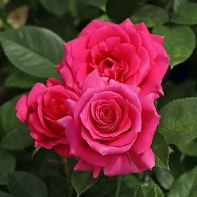 Саженцы роз ЛАВ ЛЕТТЕР флорибунда в Великом Новгороде