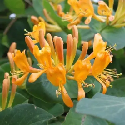 Жимолость ТЕЛЬМАНА в Великом Новгороде