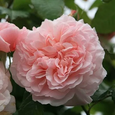 Саженцы роз РОЗ ДЕ ТОЛБИАК плетистая  Саженцы роз РОЗ ДЕ ТОЛБИАК плетистая в Великом Новгороде