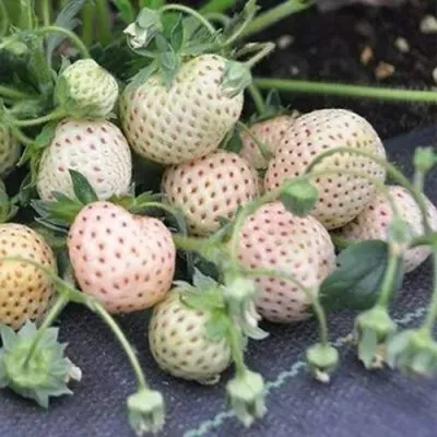 Клубника АНАНАСА ремонтантная в Великом Новгороде