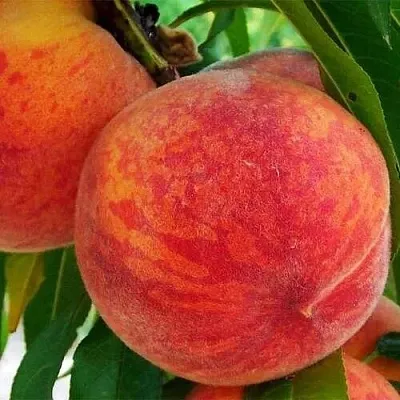 Персик ЗОЛОТОЙ ЮБИЛЕЙ в Великом Новгороде