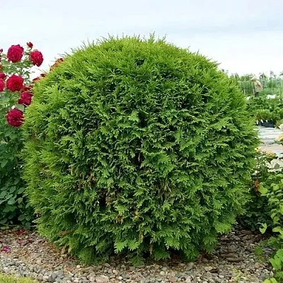 Туя ВУДВАРДИ западная в Великом Новгороде