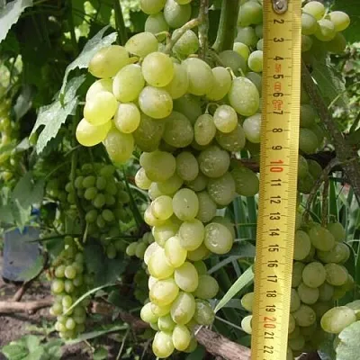 Виноград АНАНАСНЫЙ РАННИЙ  Виноград АНАНАСНЫЙ РАННИЙ в Великом Новгороде