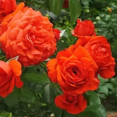 Саженцы роз МАЙНТАУЭР плетистая  Саженцы роз МАЙНТАУЭР плетистая в Великом Новгороде