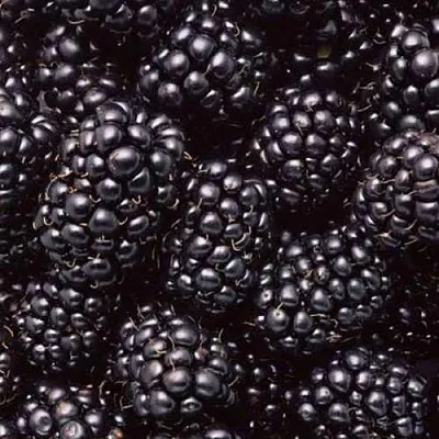 Ежевика ОРКАН бесшипная  Ежевика ОРКАН бесшипная в Великом Новгороде