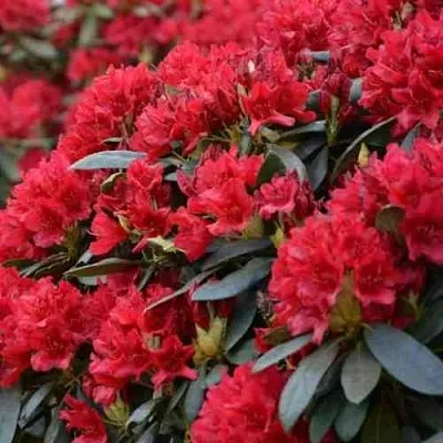 Рододендрон БУЗУКИ в Великом Новгороде