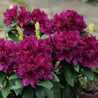 Рододендрон КАЛИ в Великом Новгороде