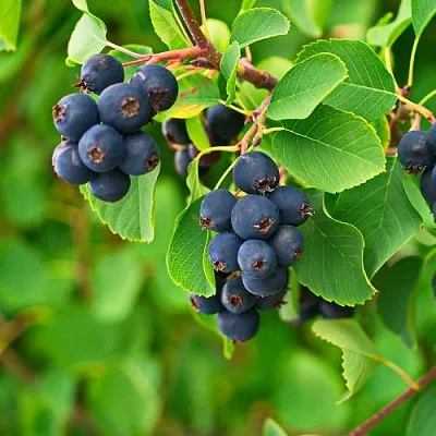 Ирга КОЛОСИСТАЯ  Ирга КОЛОСИСТАЯ в Великом Новгороде