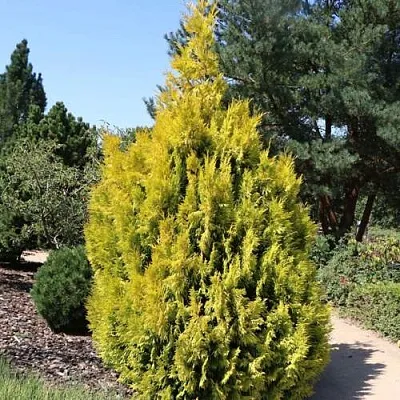 Туя СТОУНХАМ ГОЛД складчатая в Великом Новгороде