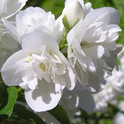 Жасмин ЖИРАНДОЛЬ в Великом Новгороде