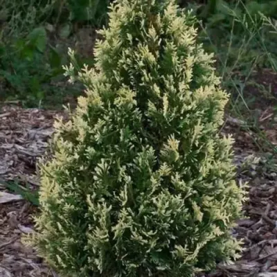 Туя БРАБАНТ ВАРИЕГАТТА западная — описание сорта Туя БРАБАНТ ВАРИЕГАТТА западная в Великом Новгороде