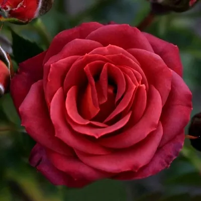 Саженцы роз ЧОКОЧИНО спрей в Великом Новгороде