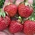Клубника ВИМА ЗАНТА в Великом Новгороде