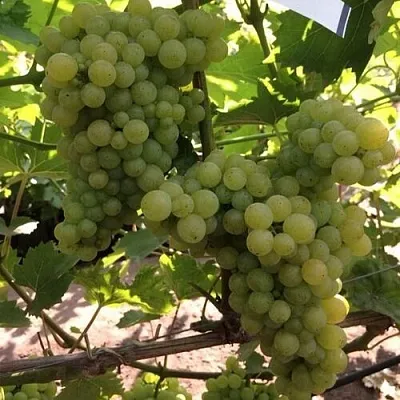 Виноград КИШМИШ 311  Виноград КИШМИШ 311 в Великом Новгороде