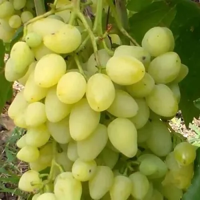 Виноград ЗАРНИЦА  Виноград ЗАРНИЦА в Великом Новгороде