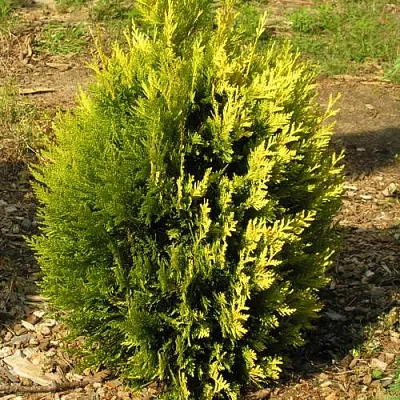 Туя КОППЕР ГОЛД западная в Великом Новгороде