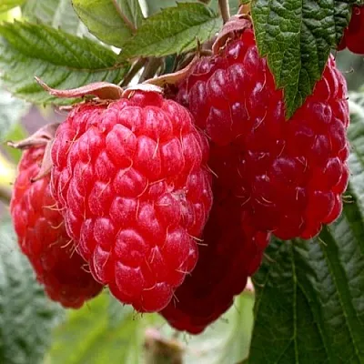 Малина КВЕЛЛИ  Малина КВЕЛЛИ в Великом Новгороде