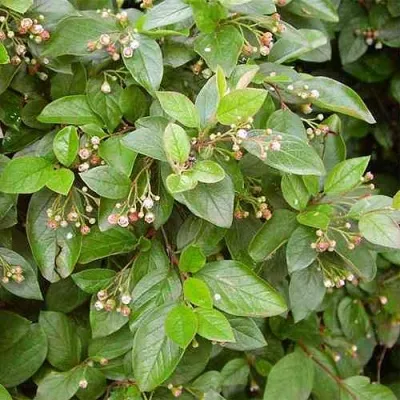 Кизильник блестящий — описание сорта Кизильник блестящий в Великом Новгороде