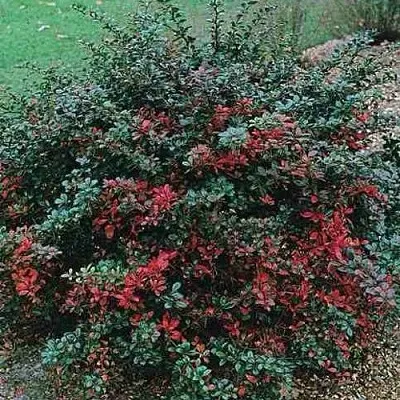 Барбарис РЕД ДЖЕВЕЛ средний   Барбарис РЕД ДЖЕВЕЛ средний  в Великом Новгороде