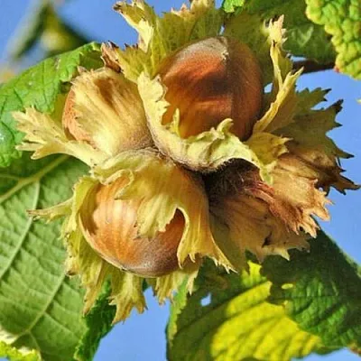 Фундук ТОНДА РОМАНА в Великом Новгороде