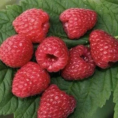 Малина ЗЮГАНА  Малина ЗЮГАНА в Великом Новгороде