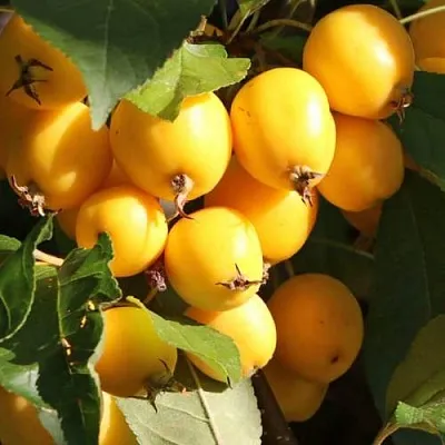 Яблоня ГОЛДЕН ХОРНЕТ декоративная  Яблоня ГОЛДЕН ХОРНЕТ декоративная в Великом Новгороде