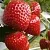 Клубника АРГЕНТЕРА в Великом Новгороде