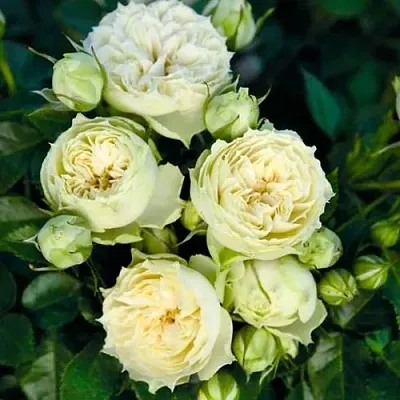 Саженцы роз БЛАНШЕТТ спрей в Великом Новгороде