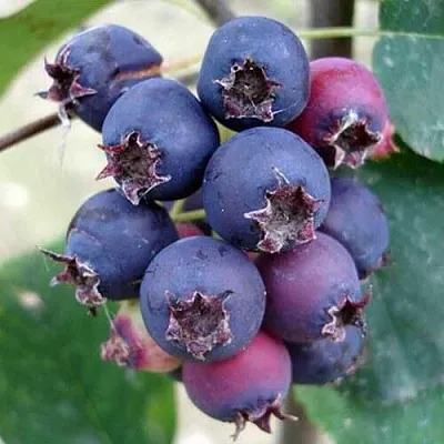 Ирга SLEYT  Ирга SLEYT в Великом Новгороде