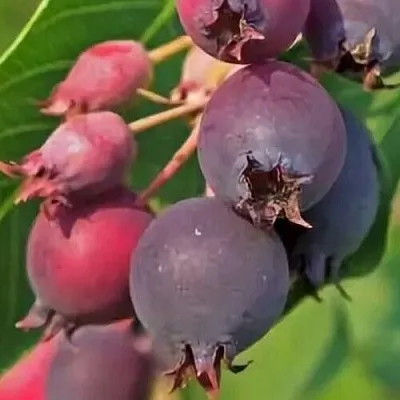 Ирга MANDAN  Ирга MANDAN в Великом Новгороде