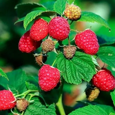 Малиновое дерево  Малиновое дерево в Великом Новгороде