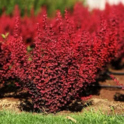 Барбарис ОРАНЖ РОКЕТ тунберга  Барбарис ОРАНЖ РОКЕТ тунберга в Великом Новгороде