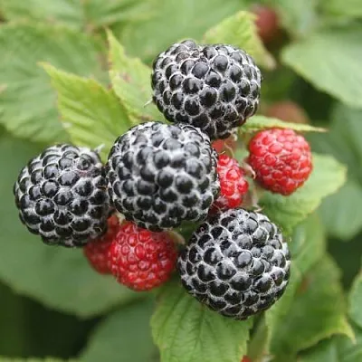 Черная  Черная в Великом Новгороде