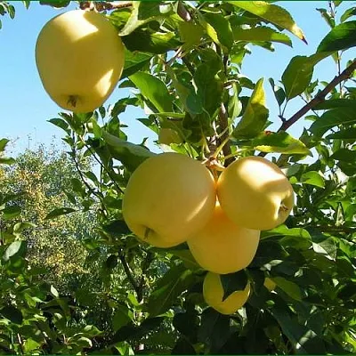 Яблоня ГОЛДЕН МИЛЛЕНИУМ  Яблоня ГОЛДЕН МИЛЛЕНИУМ в Великом Новгороде