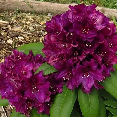 Рододендрон ПОЛАРНАХТ в Великом Новгороде