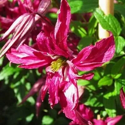 Клематис РОЗАЛИН в Великом Новгороде