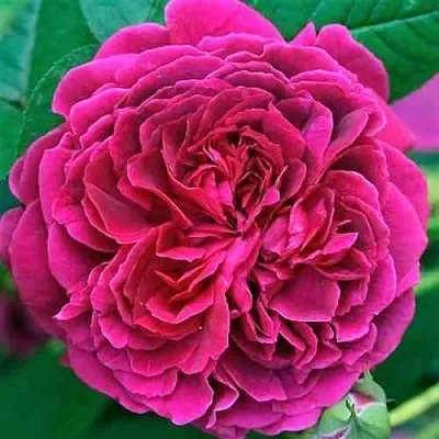 Саженцы роз ВИЛЬЯМ ШЕКСПИР английская в Великом Новгороде