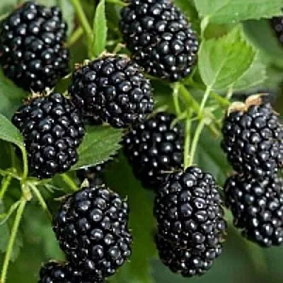 Бесшипная  Бесшипная в Великом Новгороде