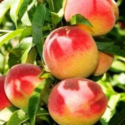 Персик НОВОСЕЛКОВСКИЙ в Великом Новгороде