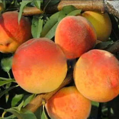 Персик РОЯЛ ВИ в Великом Новгороде