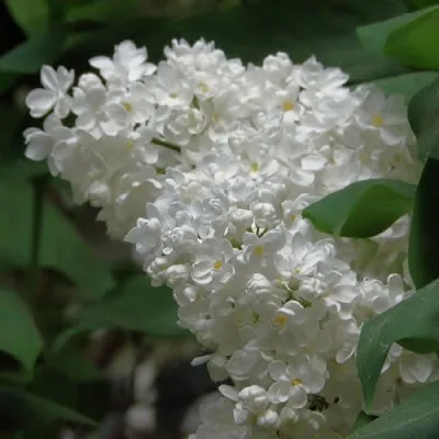 Сирень РУССКИЙ СЕВЕР в Великом Новгороде