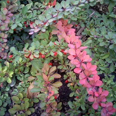 Барбарис ГРИН КАРПЕТ тунберга  Барбарис ГРИН КАРПЕТ тунберга в Великом Новгороде