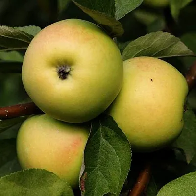 Яблоня ДАНИЛА  Яблоня ДАНИЛА в Великом Новгороде